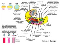 Cyclope n°17